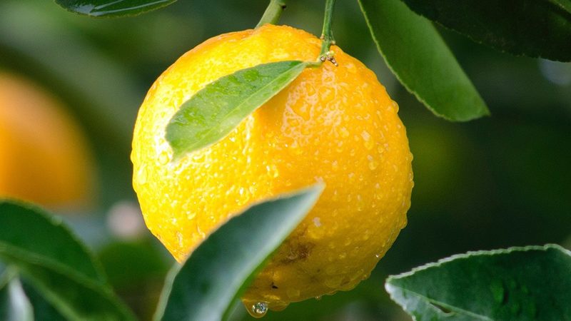 CRS在生物医药研发中的应用：案例解析与行业洞察**
